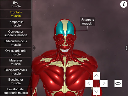 Learn Muscular System Screen 3