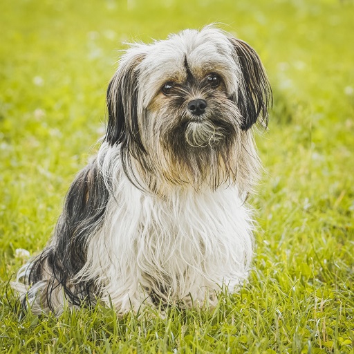 Shih Tzu Dog Wallpapers Download on Windows
