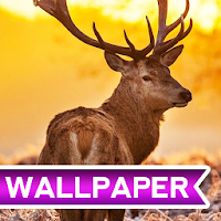 Deer Wallpaper HD 