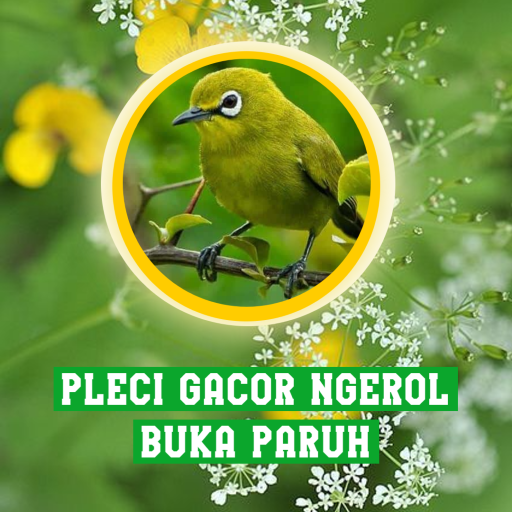 Pleci Gacor Ngeroll Buka Paruh logo
