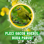 Cover Image of Télécharger Pleci Gacor Ngeroll Buka Paruh  APK