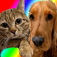 Pet Challenge Multiplayer