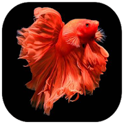 Top 36 Books & Reference Apps Like Ornamental Betta Fish Collection - Best Alternatives