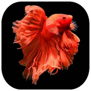 Ornamental Betta Fish Collection