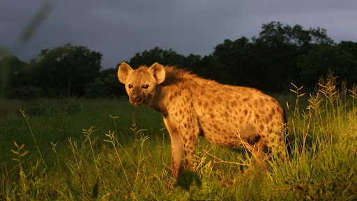 Hyena Wallpapers