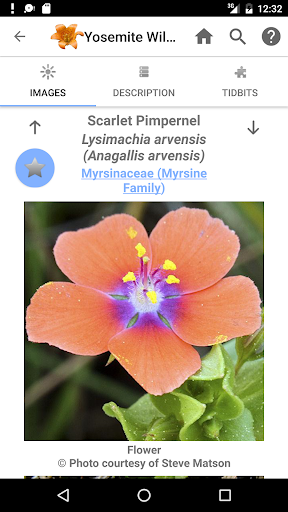 Screenshot of Yosemite Wildflowers