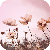 🌸 Floral Wallpapers icon