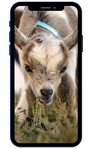 Android application Goat Wallpapers screenshort