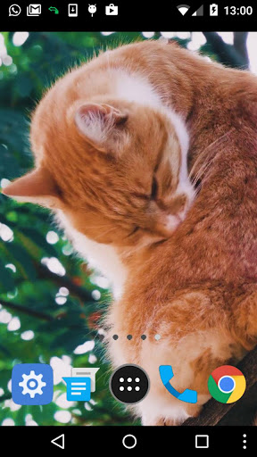 cat garden live wallpaper Screen 2
