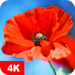 Cover Image of Download Poppy Wallpapers 4K  APK