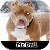 Figurinhas meu Pitbull - WAStickerApps icon