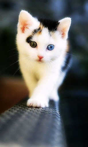 Cute Kitty Wallpaper Screen 2