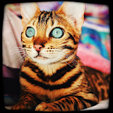 SukiiCat : Cat HD Wallpapers & Kitten Pictures icon