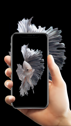 Wallpaper Ikan Cupang HD 100