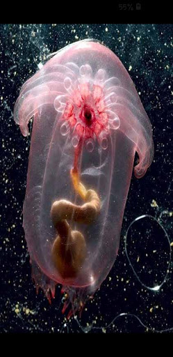 Animales fantásticos, raros y extraños Fondos