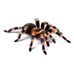 Cover Image of Download Spider Video Live Wallpaper  APK