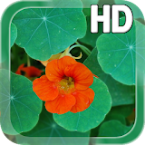 Flower Nasturtium LWP icon