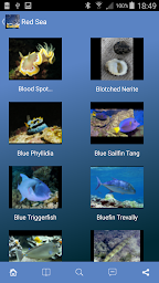 Pocket Guide Red Sea