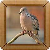 Spotted Dove Bird Sounds icon