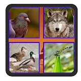 Quiz Animals Hewan icon