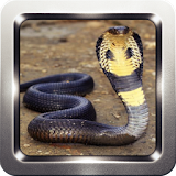 King Cobra Wallpapers icon