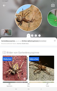 Picture Insect - Insekten ID Screenshot