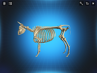 Bone Viewer - Ox Skeleton - Screenshot 3