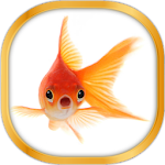 Cover Image of डाउनलोड Gold Fish Live Wallpaper 22.0 APK