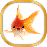 ランチュウ金魚ライブ壁紙のおすすめアプリ Android Applion