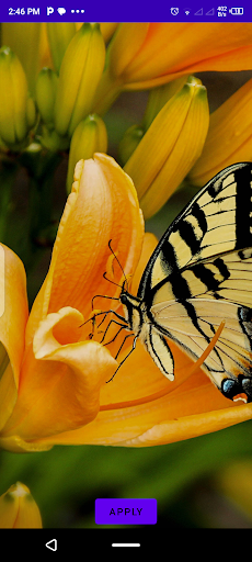 Butterfly Wallpapers Screen 3