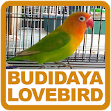 Budidaya Lovebird icon