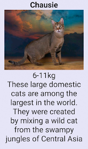 Giants cats