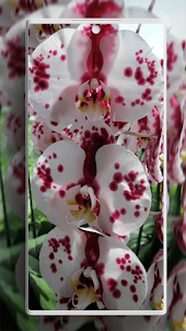 Orchideen-Hintergründe