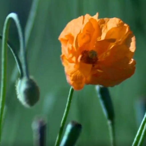 poppy flower wallpaper Header - AppWisp.com