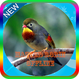 Kicau Master Burung Robin Mp3 icon