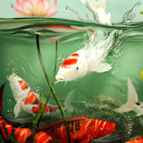 live koi pond wallpaper icon