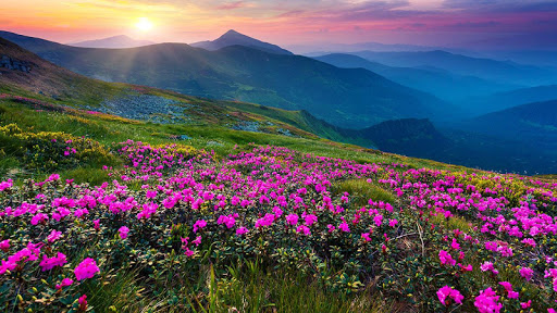 山の花ライブ壁紙 By Live Wallpaper Hq Google Play 日本 Searchman アプリマーケットデータ