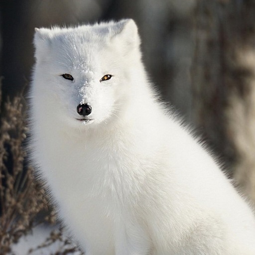 Arctic Fox Wallpaper HD logo