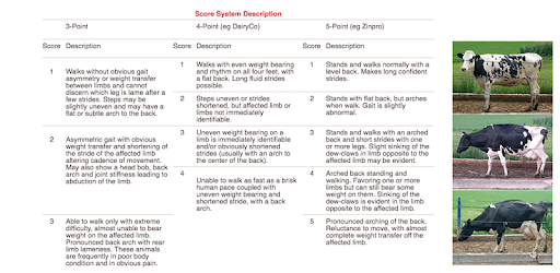 Locomotion Scorer Android App