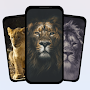 Lion Wallpapers HD 4k
