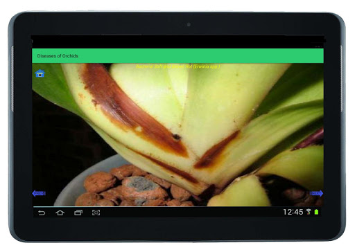 Pests and Diseases of Orchids