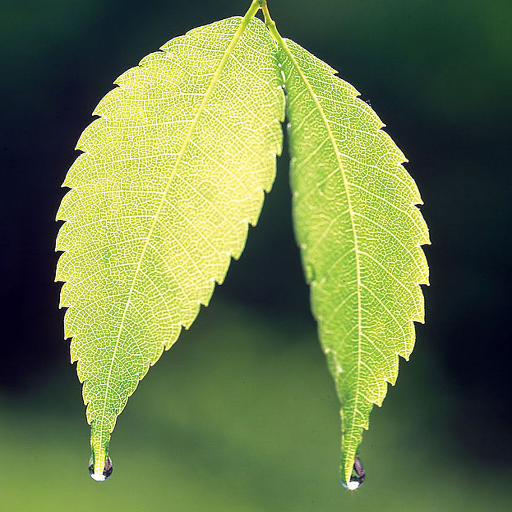 Leaf Jigsaw Puzzles  Icon