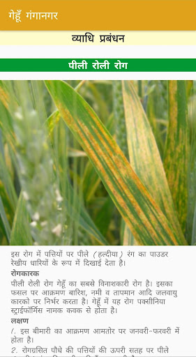 Wheat Ganganagar Screen 3