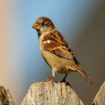 Cover Image of 下载 Sparrow HD wallpaper 1.0.0 APK