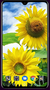 Imágen 15 Sunflower Wallpaper android