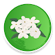 Udupi Mallige - Jasmine Flower Auf Windows herunterladen
