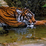 Tiger In River LWP icon