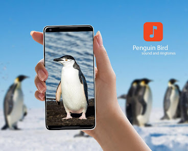 Penguin Bird Sound Effects 1.0.4 APK + Mod (Unlimited money) untuk android