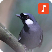 Black-throated Laughingthrush Bird Sounds