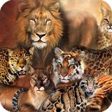 Tiger Versus Lion Wallpaper icon